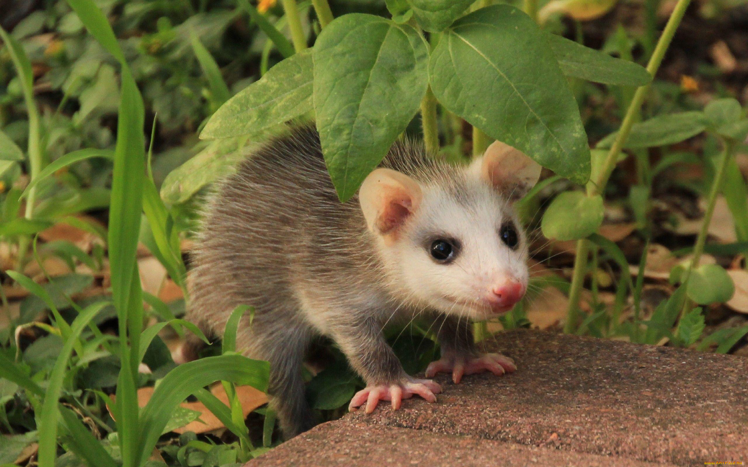 opossum, , , , , , , , , 
